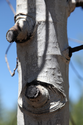 Birch Tree