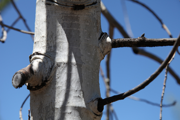 Navigation Tree